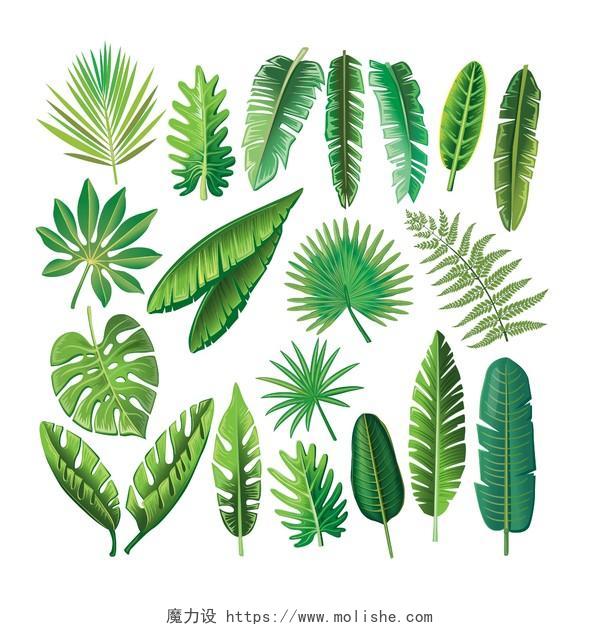 热带植物矢量树叶树叶叶子素材